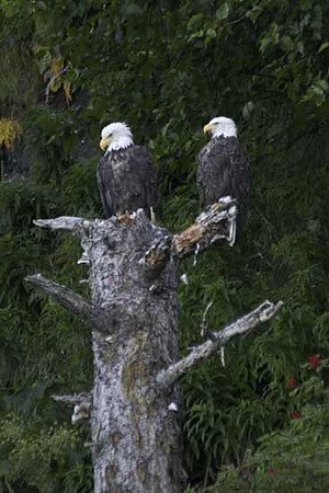 Eagle-Pair