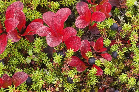 Berries