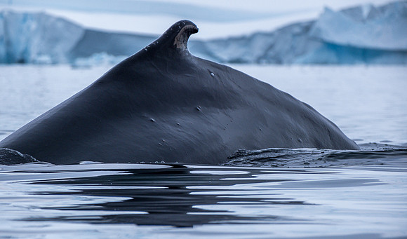 HUMPBACK