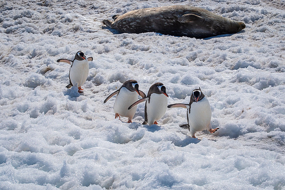PENGUIN HIWAY