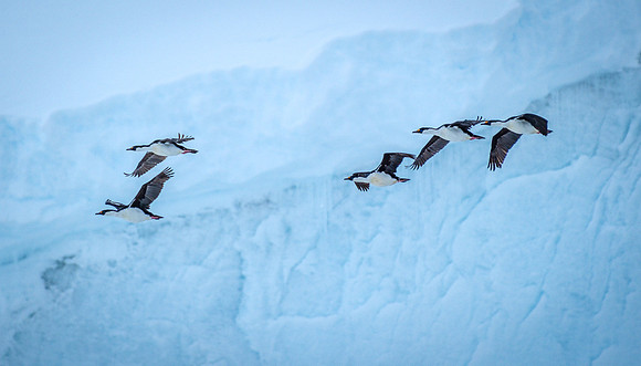 ANTARCTIC SHAG
