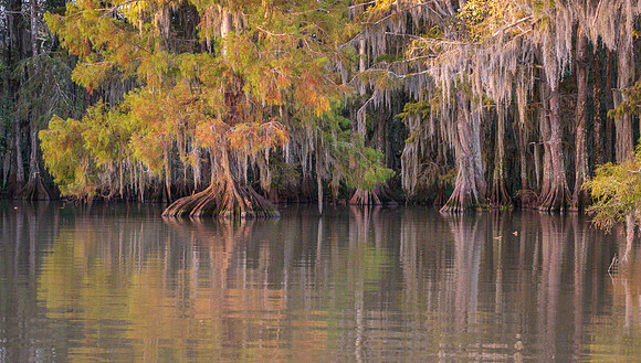 REFLECTED HUES