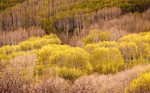 LONG CANYON
