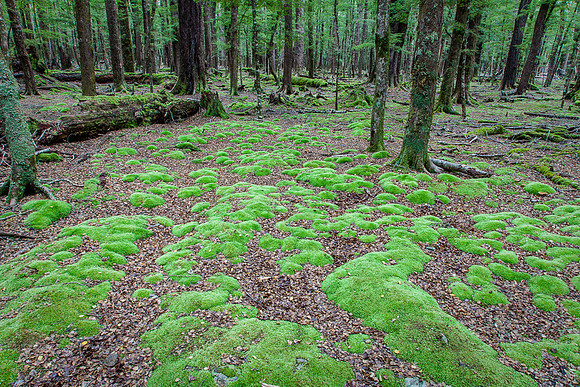 TRAIL TO LAKE SYLVAN
