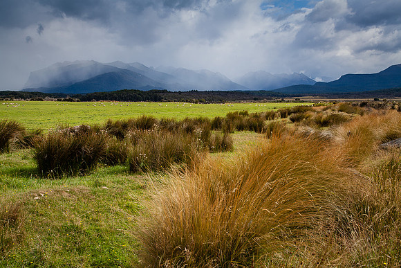 SHEEP DOMAIN