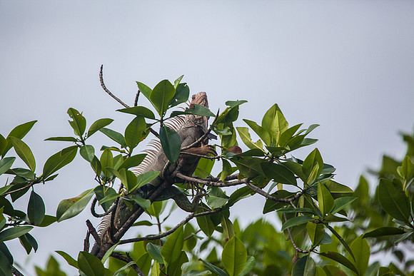 IGUANA