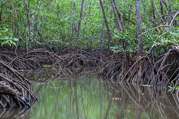 MANGROVE
