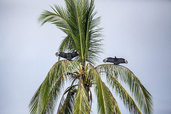 VULTURES