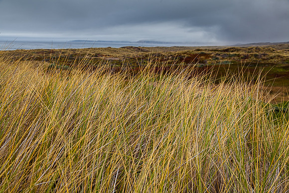 GRASS