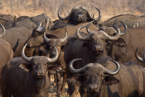 Wildebeast