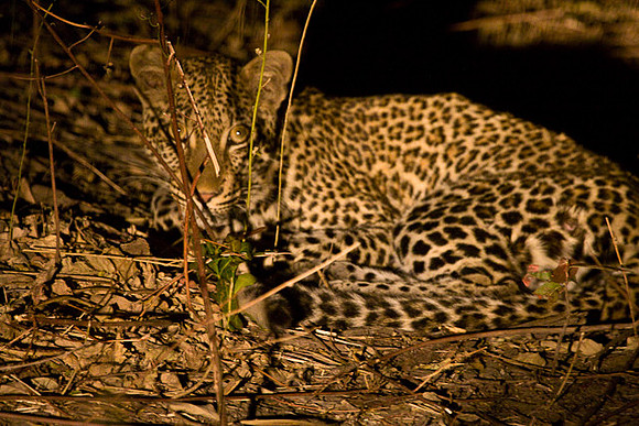 Leopard