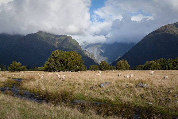 EVENING SHEEP LIFE