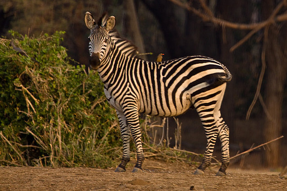 Zebra and friend