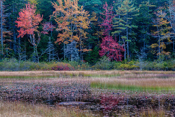 SOMES POND