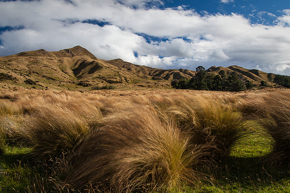 GRASSES