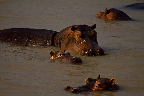 Hippo chorus