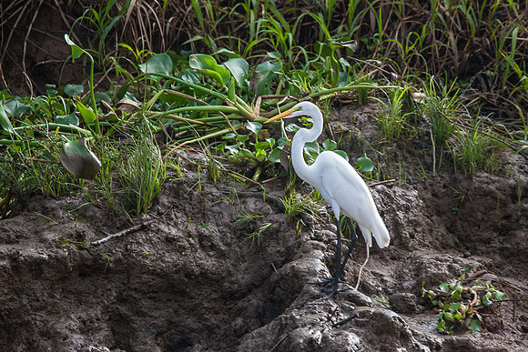 EGRET