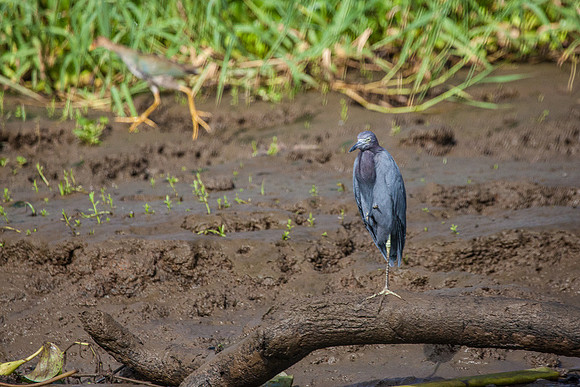 BLUE HERON