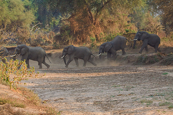 Elephant ramble
