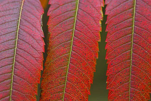 SUMAC