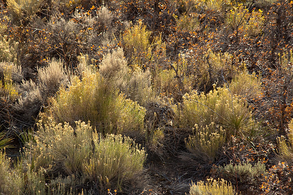 Desert growth
