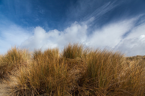 GRASS AND SKY