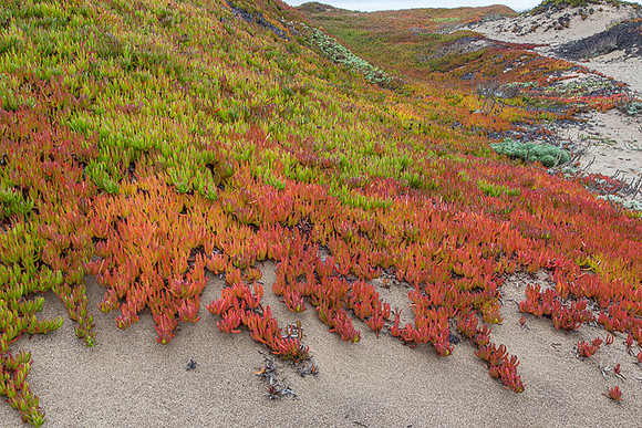 ICE PLANT INVASION