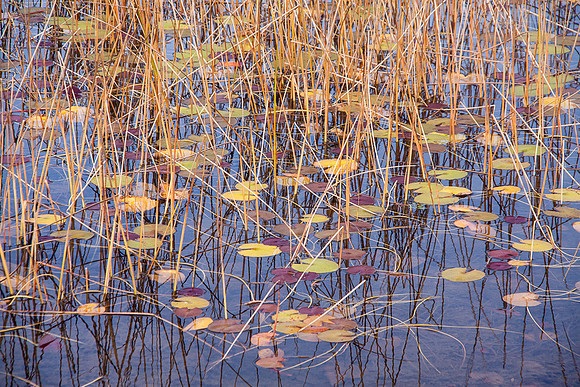 SKY AND REEDS