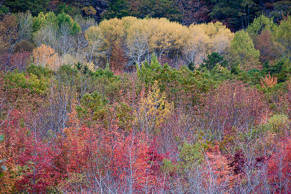 PAINTBRUSH