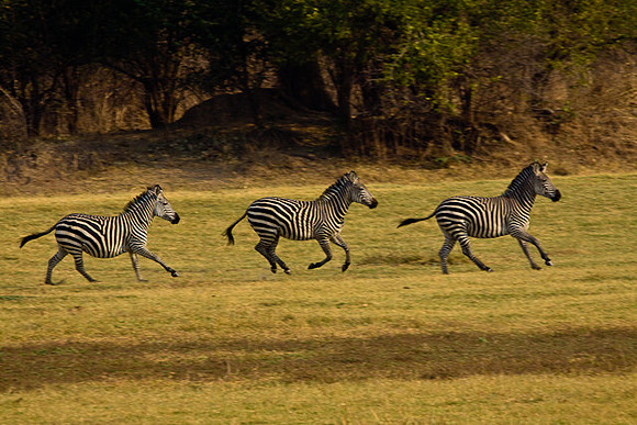Zebra on the run