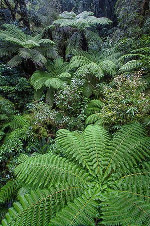 RAINFOREST
