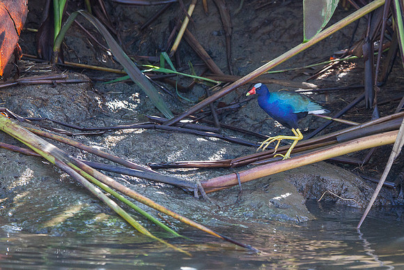 PURPLE GALLINULE
