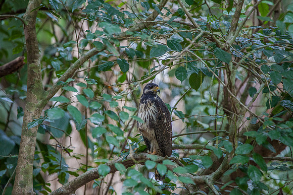 HAWK