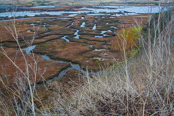 MARSH PERSPECTIVE