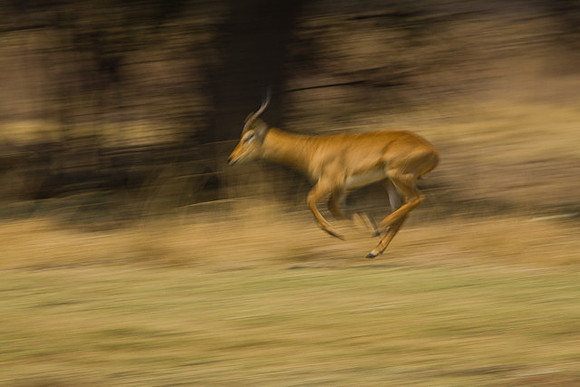 Impala