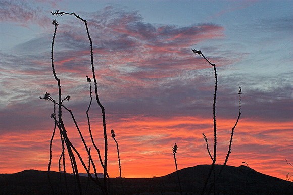 OCOTILLO SUNRISE2
