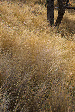 GRASSES