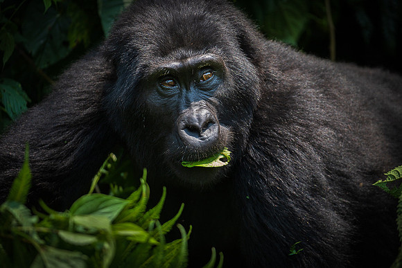 RWANDA