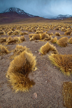ALTIPLANO
