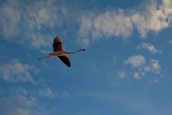 FLIGHT