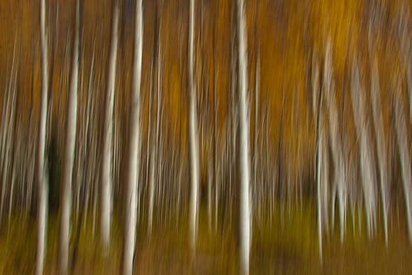 Aspen Blur
