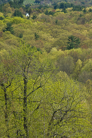 Green Spring