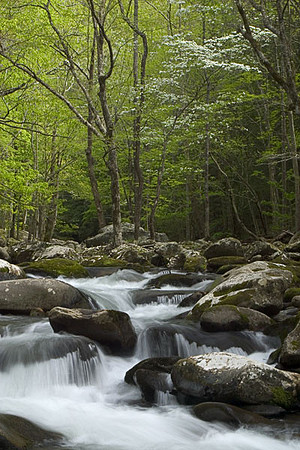 Dogwood-stream