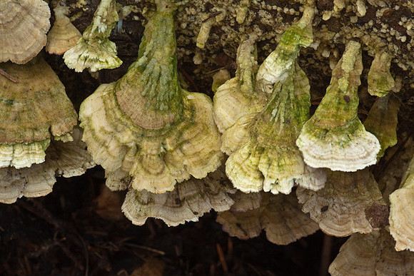 Mushrooms
