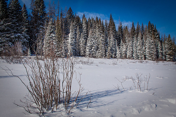 FROSTED TREES