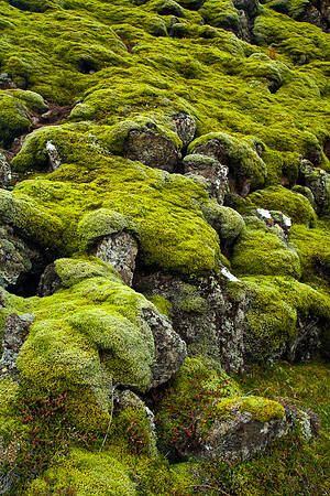 LAVA MOSS
