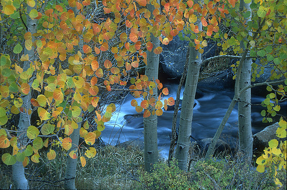 Aspen stream