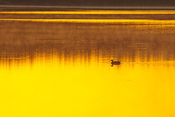 Duck sunrise