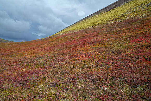 FALL GROUNDCOVER
