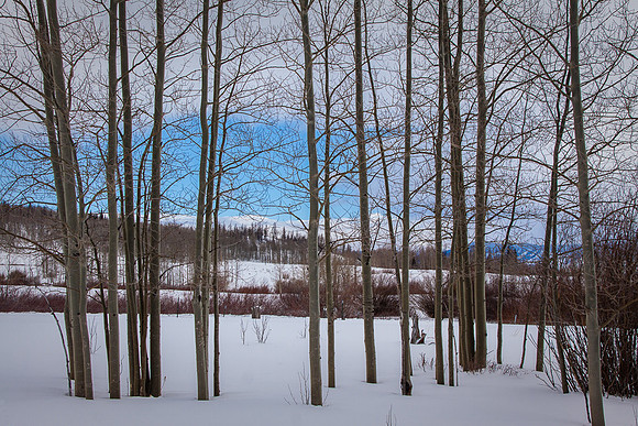 WINTER DAY